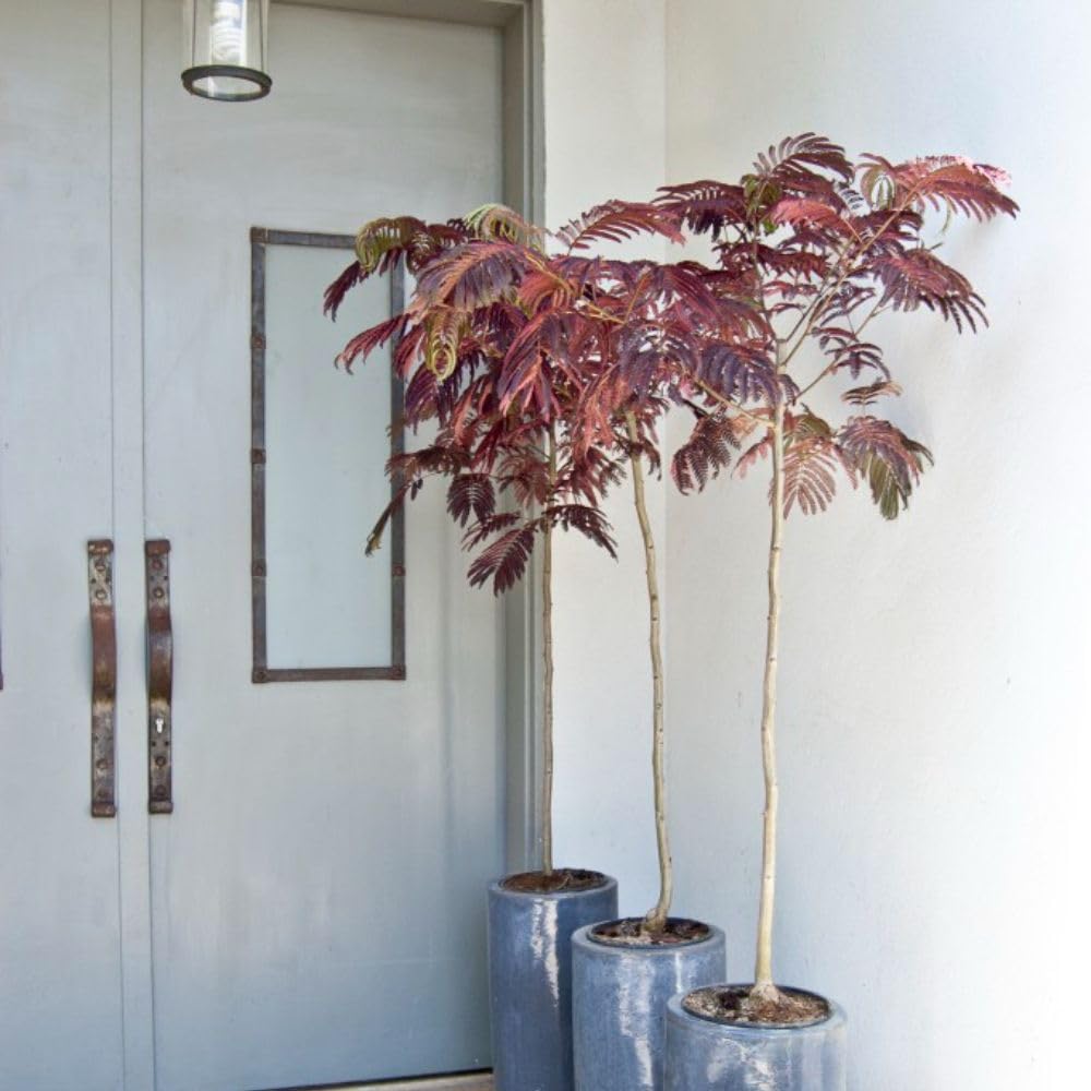 Albizia julibrissin 'Summer Chocolate' - Exotic Silk Tree with Bronze-Purple Foliage and Feathery Blooms - Hardy, Award-Winning Garden Tree – 1x 3.6 Litre by Thompson and Morgan