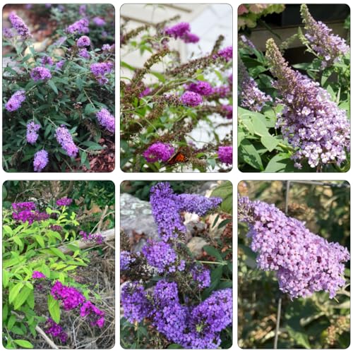 Buddleja davidii - semi perenni resistenti, balcone primavera letto elevato giardino autunno 400pcs