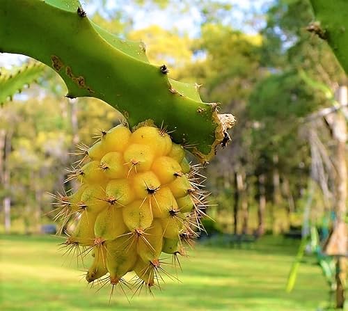 Miniatura 4 de Corte amarillo de la fruta del dragón 8 Inc a 10 Inc longitud para plantar 1 corte