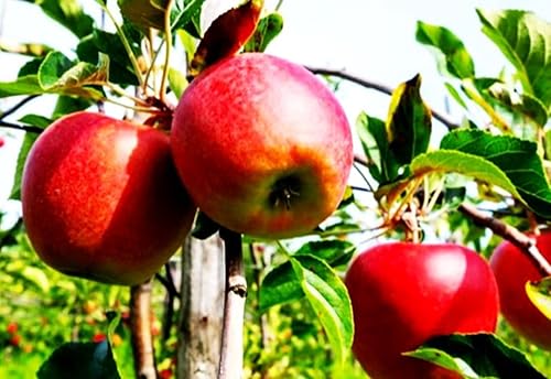 Miniatura 4 de 100 piezas de semillas de manzana, jardín de flores para exteriores e interiores