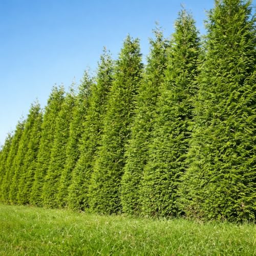 50 Thuja Green Giant Arborvitae Trees/Shrubs - 6-12 Tall Live Plants