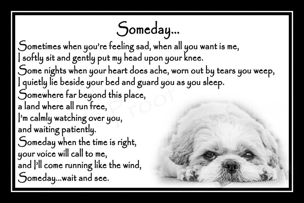 Shih Tzu Pet Dog Bereavement Sympathy Memorial Print (unframed) - Someday