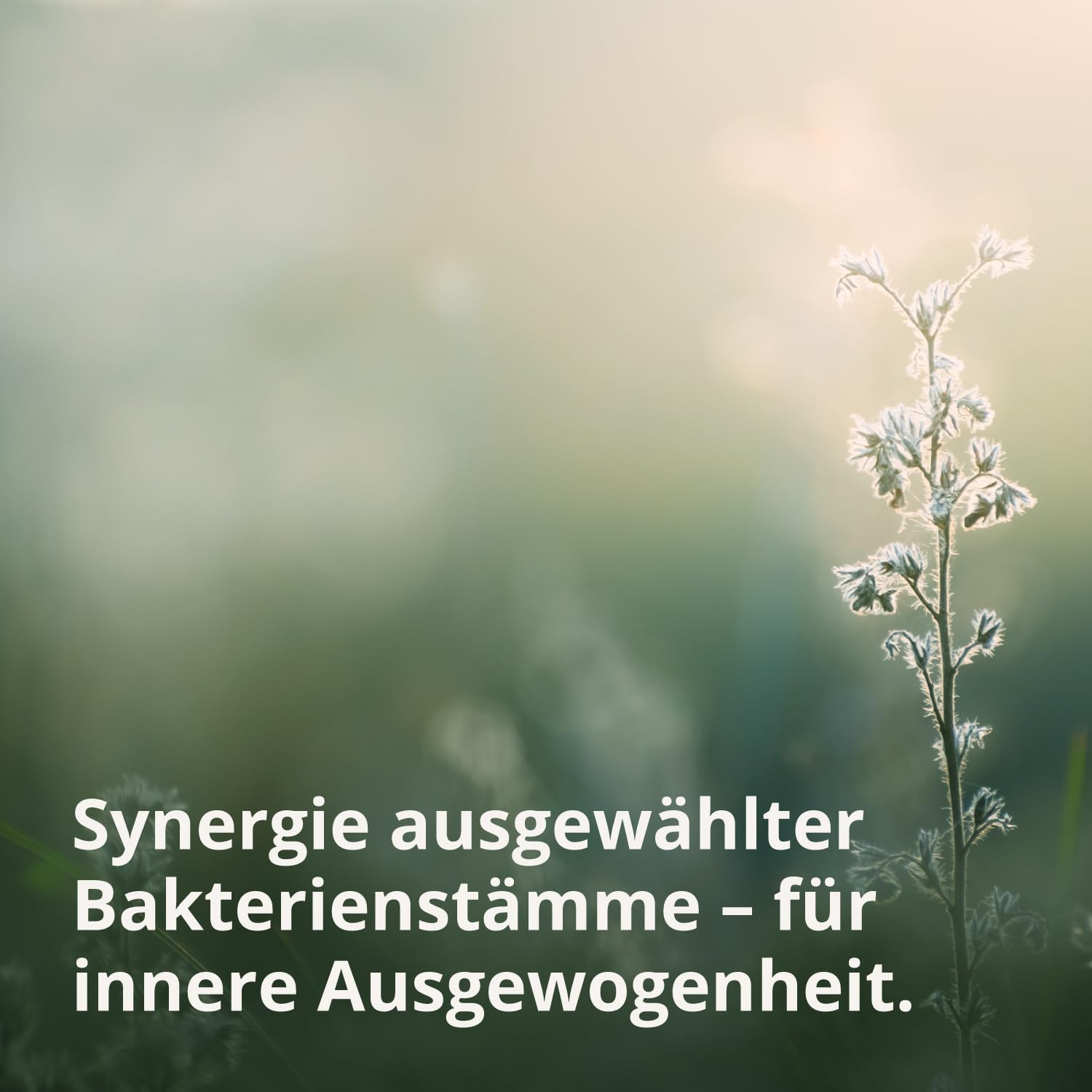 BodyFokus SynBiotik Vital Aktiv 13 Stämme Inulin Oligofructose 60 Kapseln