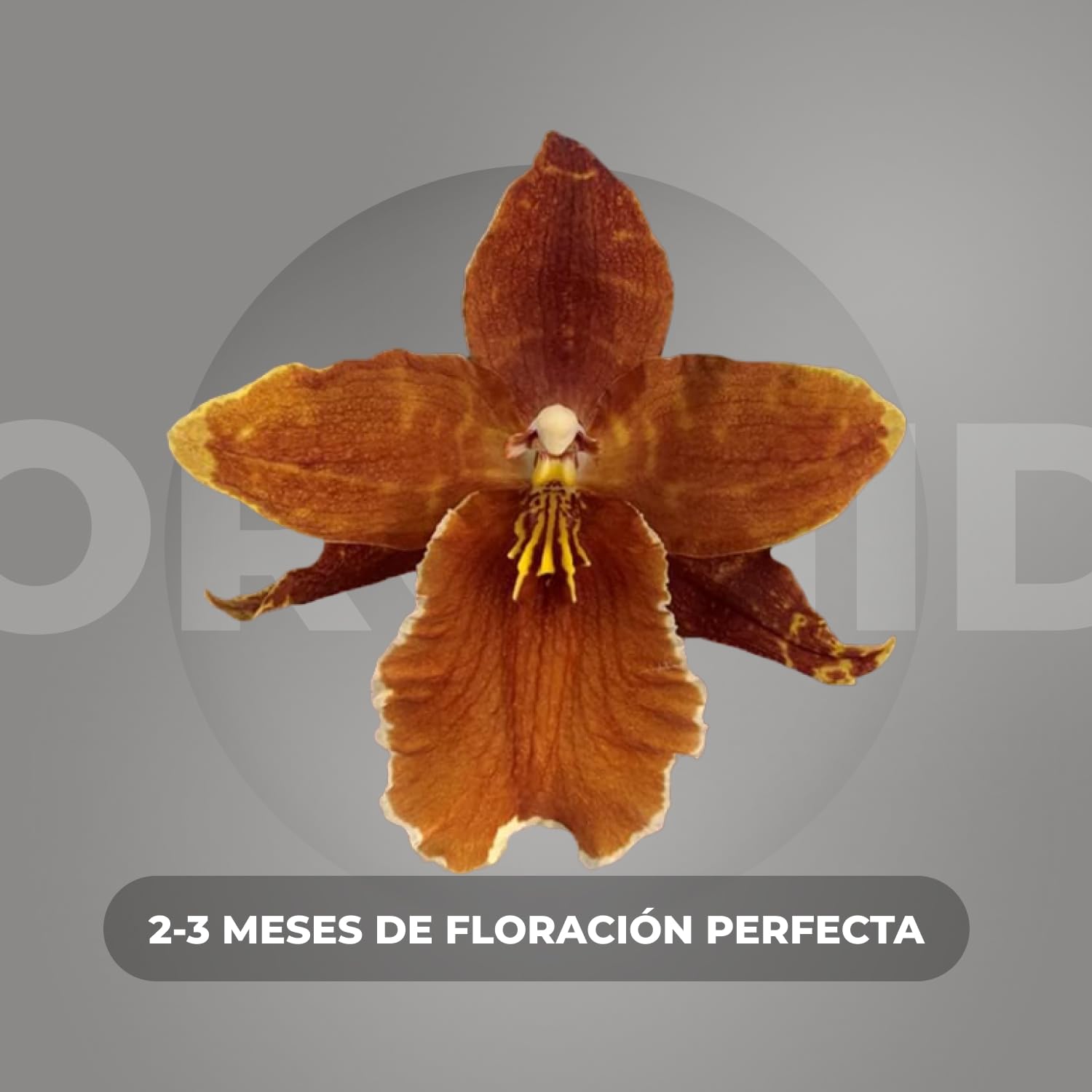 Orquídeas Wilsonara Inferno reales. 2 grandes plantas de interior de Holanda. De 30-40 cm de altura, con flores ligeramente perfumadas.