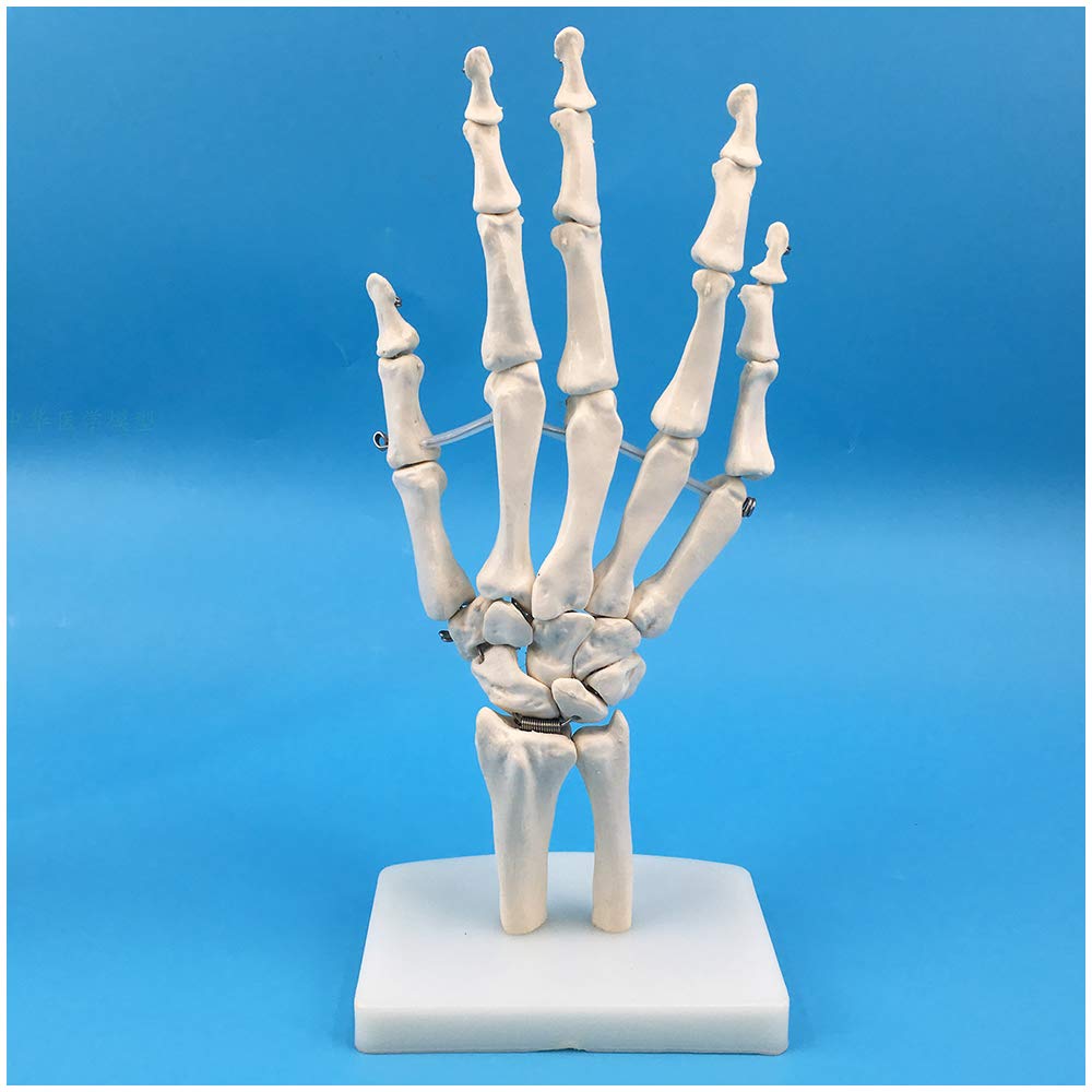 Sjdopulse Human Hand Skeleton Model - Life-Size Anatomical Skeleton Hand Human Palm Bone Model For Orthopedics Teaching Demonstration Model,Medical Educationl Training Aid,A