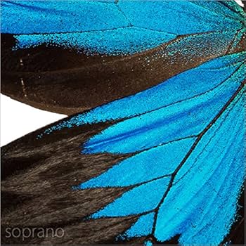 Amazon.co.jp: 蝶の標本 オオルリアゲハ P.ulysses アゲハチョウ