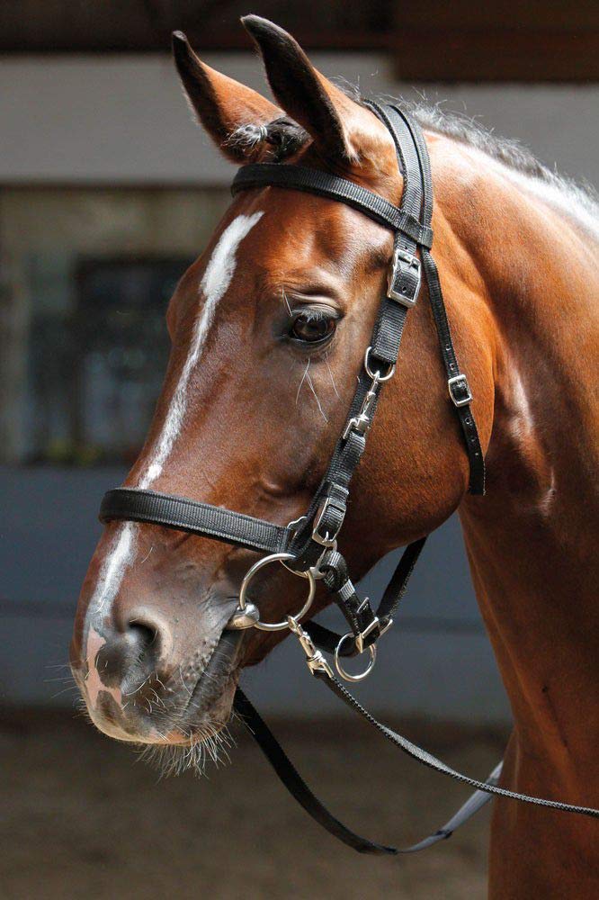 Harry's Horse 28000002–05shetland Bridon/Licol – Shetland, M, Noir