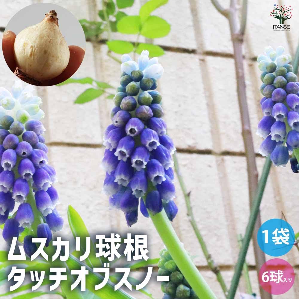 Amazon.co.jp: ITANSE ムスカリ・タッチオブスノー 6球【品種で