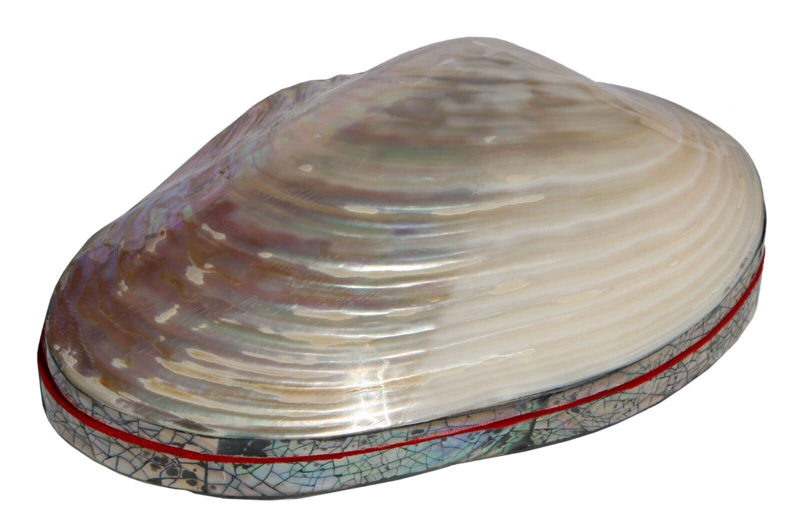 Outanaya Mini Muschel Schmuckschatulle Aus Kunststoff Mit