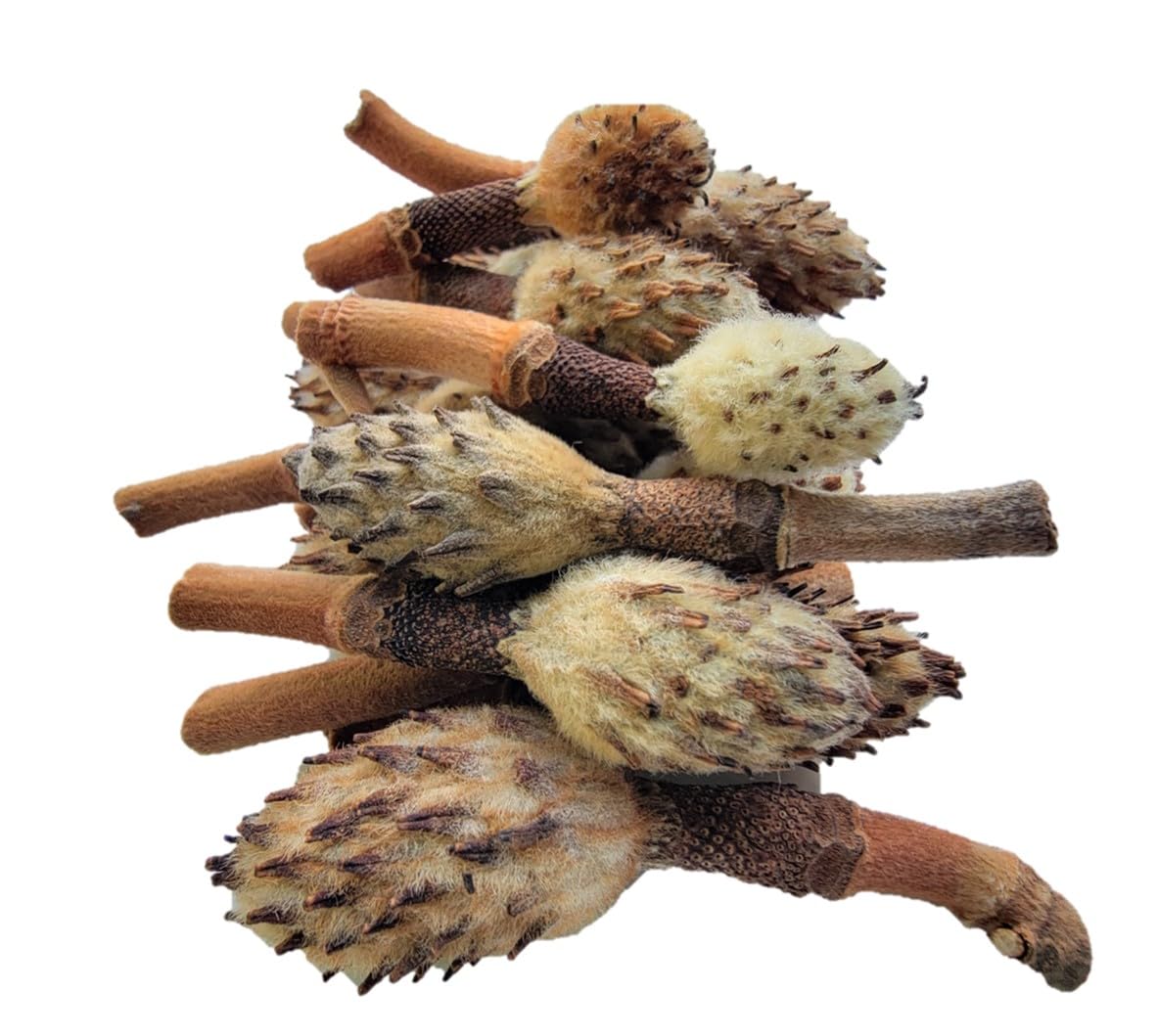 Small Magnolia Seed Pods, 24 Pack for Bioactive Enclosures, Terrariums, Aquariums, Reptiles, Amphibians, Isopods