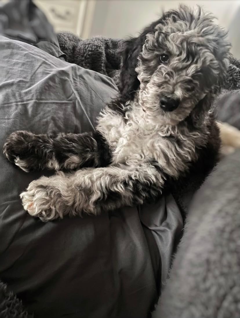 Greenies Pill Pockets for Dogs Large Size, Soft Dog Treats, with Real Peanut Butter, 15.8 oz. Pouch (60 Treats) photo review