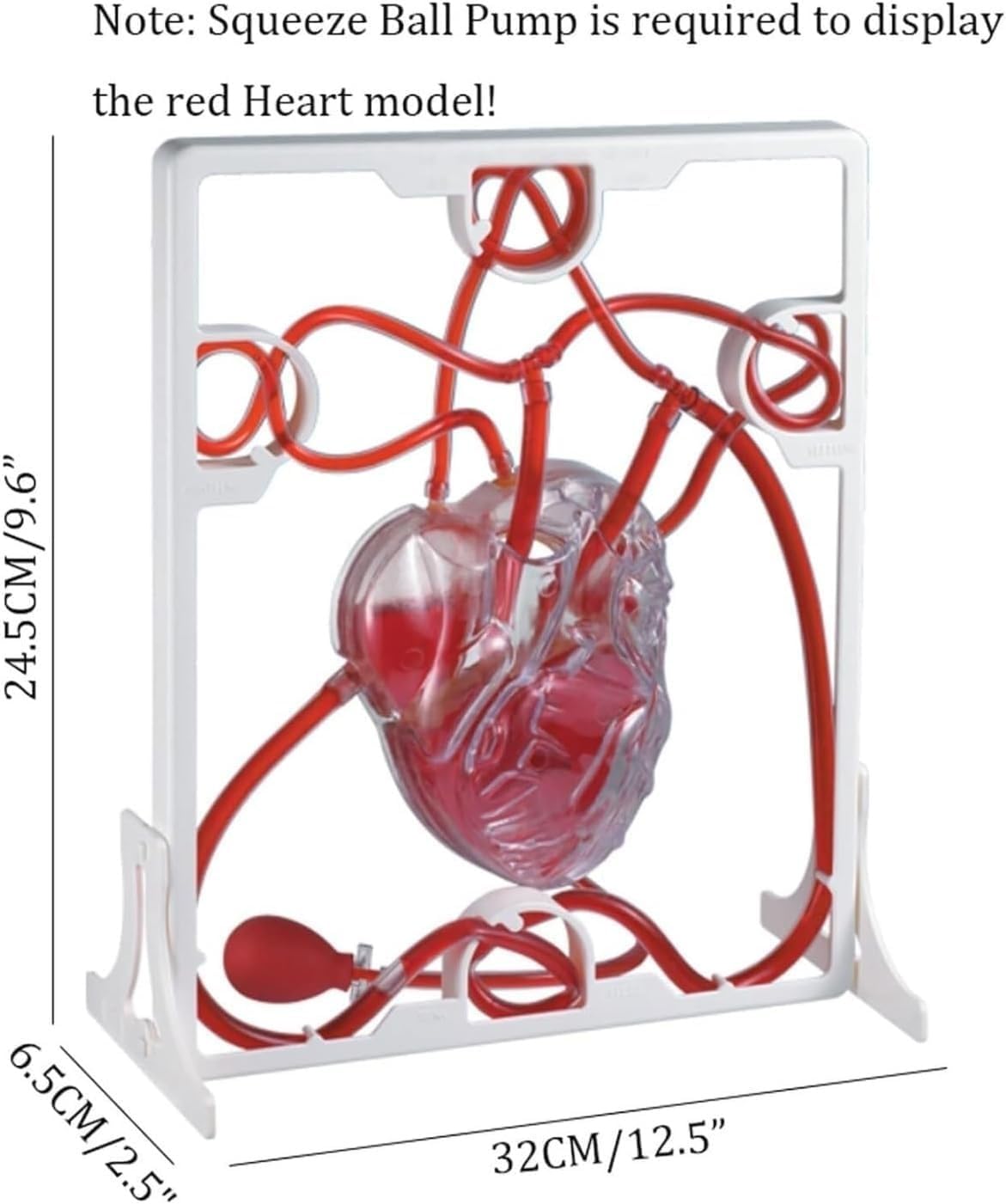 3D Heart Blood Circulation Model, Heart Beat and Blood Circulation Model with Squeeze Ball Pump, for Biology Education, Science Demonstration.