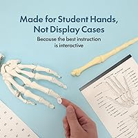 Vista 2 de Axis Scientific 5'6" (167 cm) Life Size Human Skeleton Model for Anatomy Study, 206 Bones, Mobile Stand, Learning Guides Included