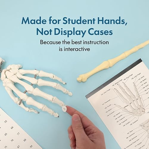Miniatura 2 de Axis Scientific 5'6" (167 cm) Life Size Human Skeleton Model for Anatomy Study, 206 Bones, Mobile Stand, Learning Guides Included