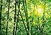 Ideal D?cor Ideal Decor DM123 Bamboo Forest Wall Mural, Green