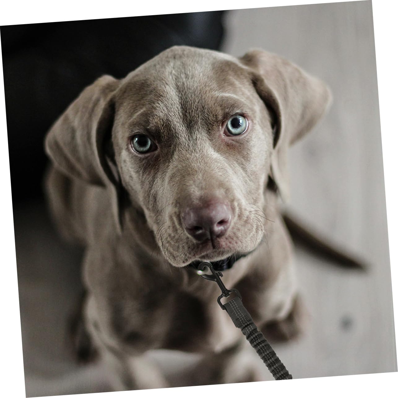 Gatuida Correa Doble para Perros Reflectante de Poliéster Diseño Ergonómico, Resistente y Cómoda para Paseos al Aire Libre, Paquete de 3 Unidades