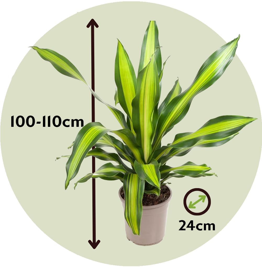 elefantenfu gieen Elefantenfu | Beaucarnea recurvata