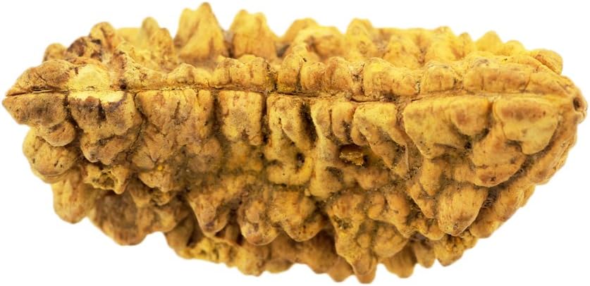 Natural One Mukhi Kaju Dana Rudraksha with Silver Cap