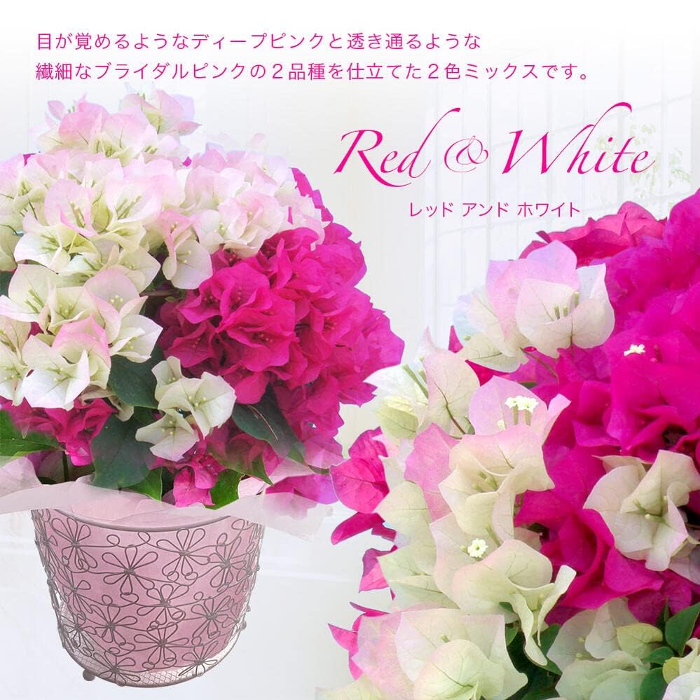 Amazon.co.jp: [World Fantasy Garden] 母の日 ギフト 花 鉢植え