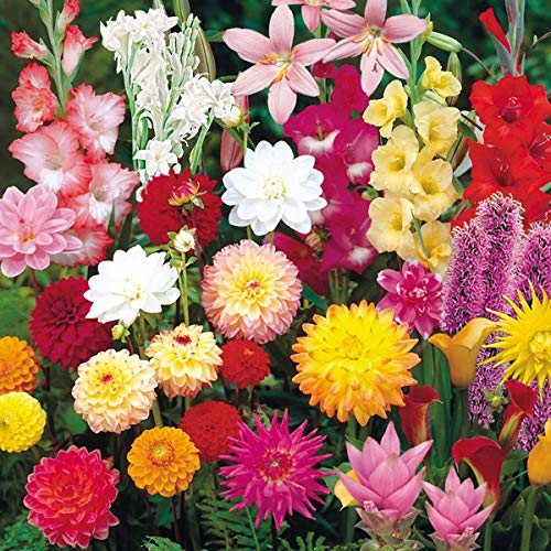 球根 セットの人気商品 通販 価格比較 価格 Com