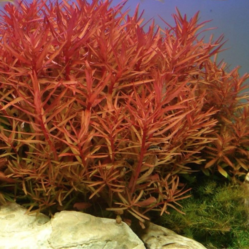 AquaOne Limnophila Alternanthera Ammannia Set 3 piante acquatiche colorate da fondo