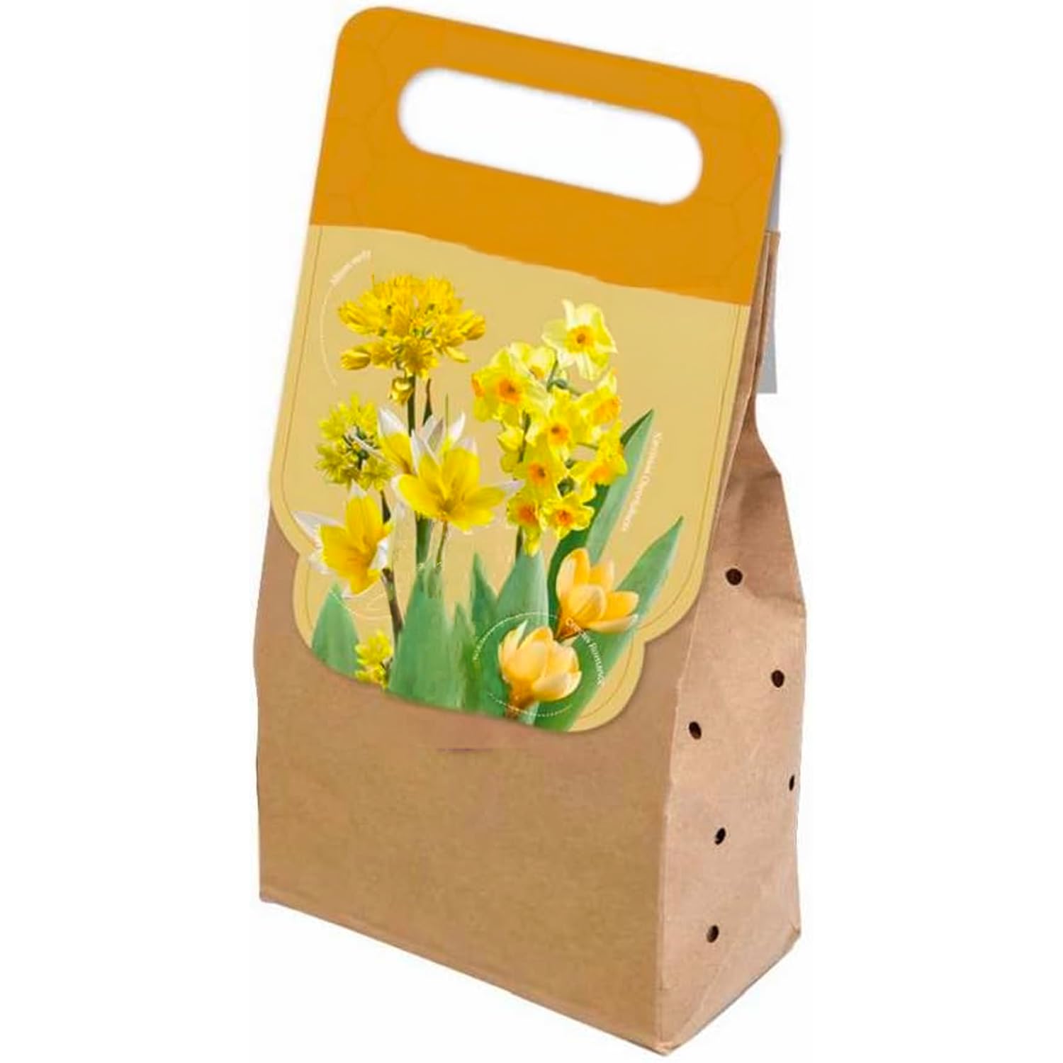 Bulbes à Fleurs SELECTION | Bulbes des Meilleurs Producteurs Hollandais | Sélection et Contrôle Qualité | Floraison Garantie (40 Bulbes à Fleurs pour Abeilles et Papillons JAUNES)