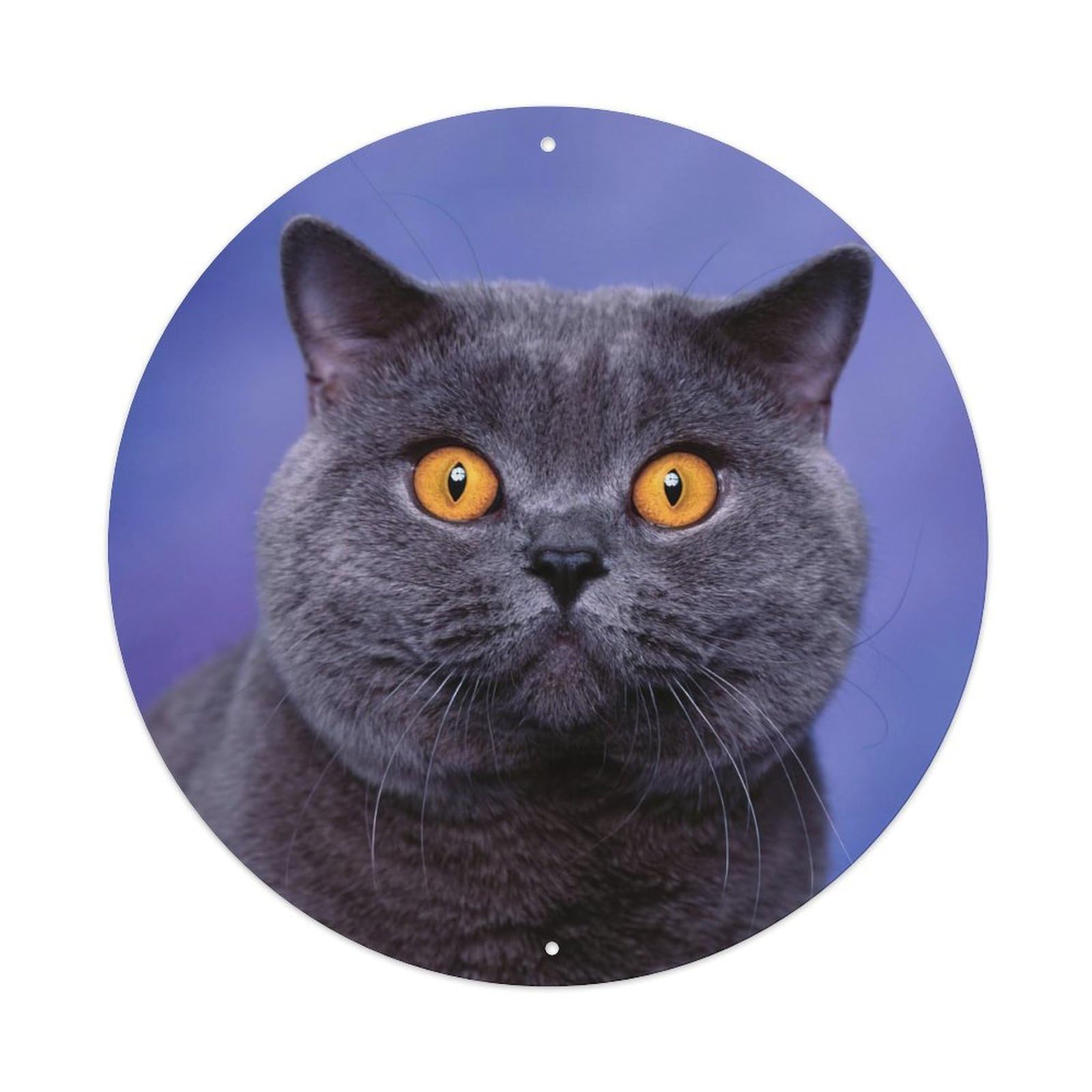 Cwbufd Vintage Style Animal British Shorthair Cat Realistic Amber Eyes Gradient Blue Gray Vintage Metal Tin Sign Plaque Wall Decor For Cafe, Club Bar, Office, Garden Metal Poster 8X8inch