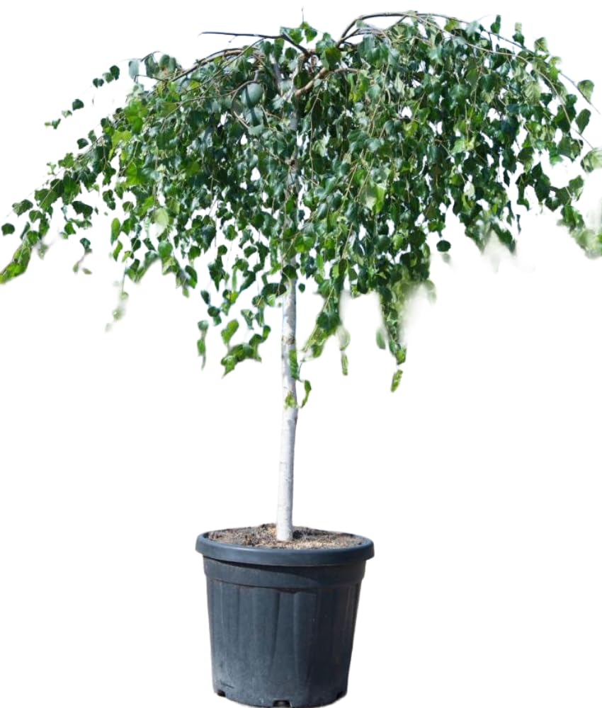 Pianta di Betulla Pendula Piangente Youngii h 100 cm in Vaso 18 cm Ideale per Esterni