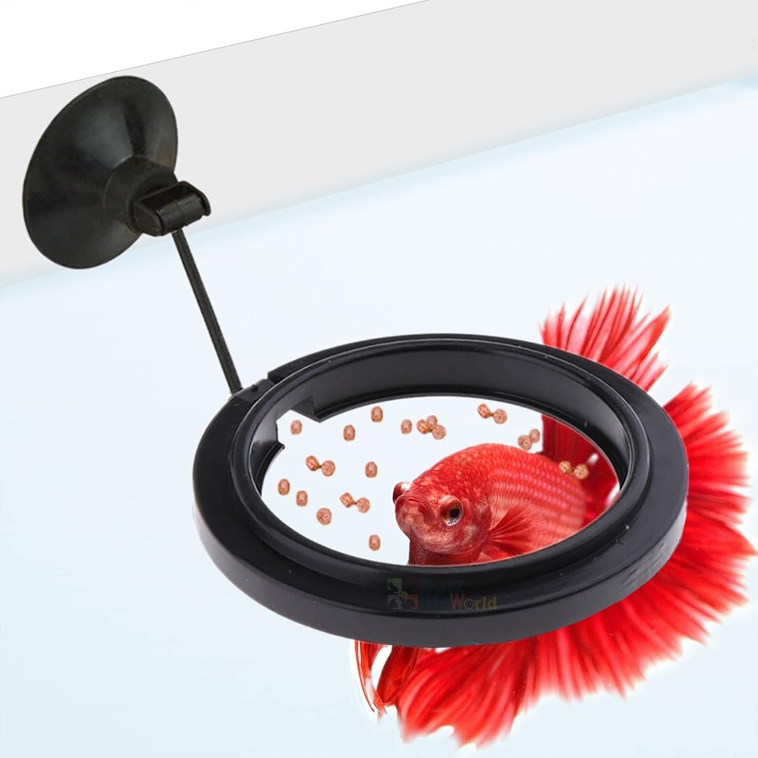 Floating Fish Feeding Ring (Round - Black) with Suction Cup Aquarium, Aquarium Fish Tank Accessories for Cichild, Beta, Goldfish, Spirulina and Koi Pond by Petzlifeworld