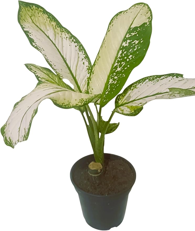 Planta Natural Comigo Ninguém Pode