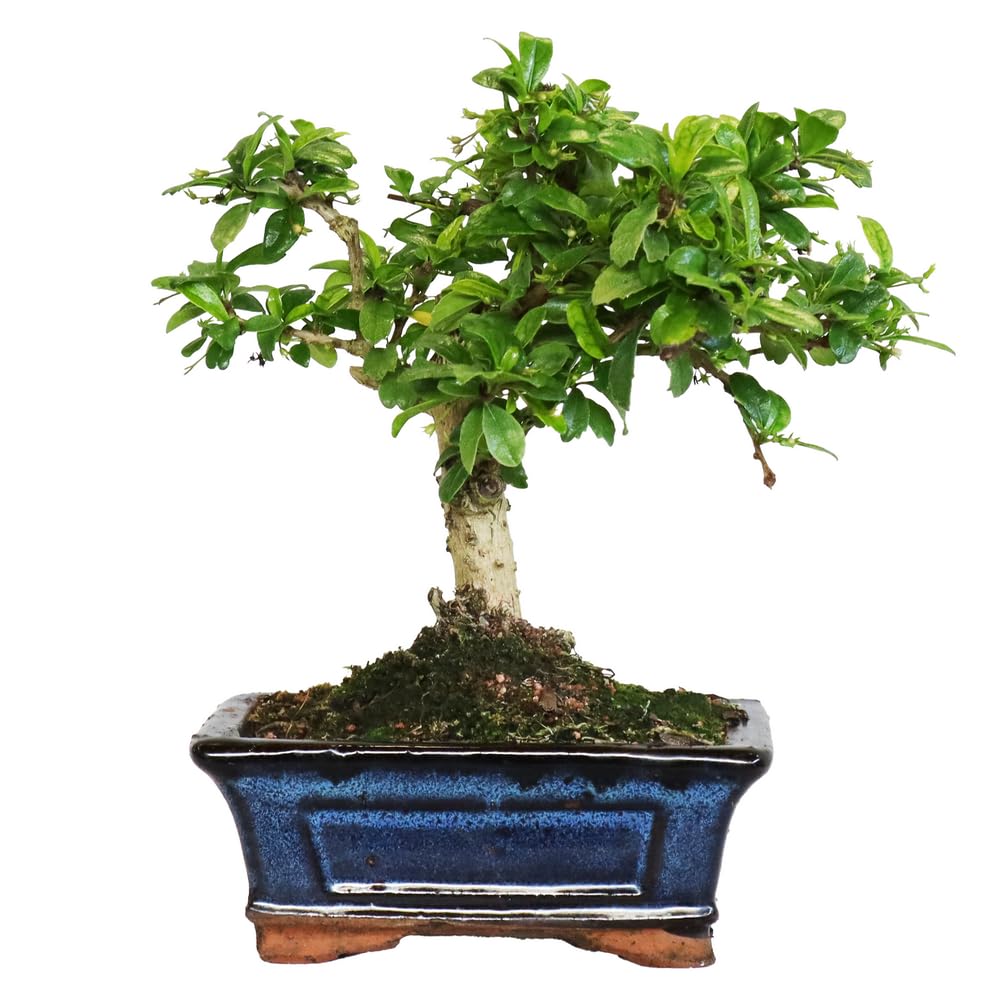 KENTIS - Bonsai Carmona - Bonsai Tè del Fukien Tè Coreano - Piante Vere da Appartamento - Pianta da Interni - H 20-​30 cm Vaso Ø 15 cm