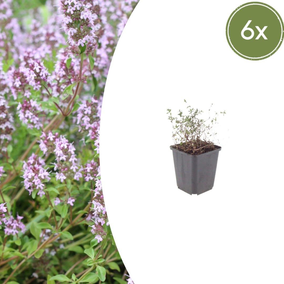 Thymus vulgaris Gartenthymian Aromatisch 24 Staude 24 Pflanzen Ø9 cm 10-25