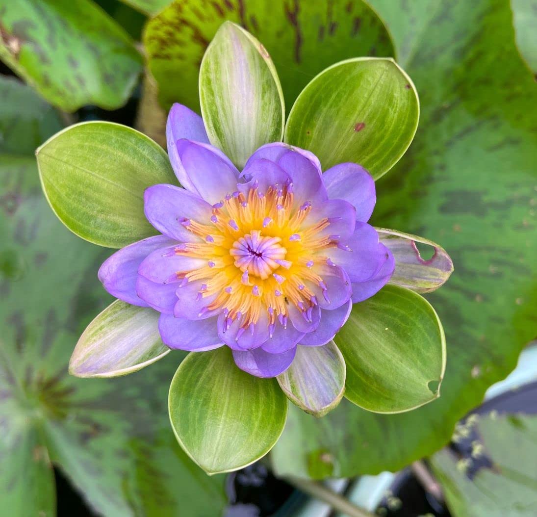 See full amazon price history chart for Indian Gardens - Waterlily live plant (Blue Leaf) (Code 11) Indian Gardens - Waterlily live plant (Blue Leaf) (Code 11) (B09WMHPP5L) Amazon Price History, Amazon Price Tracker