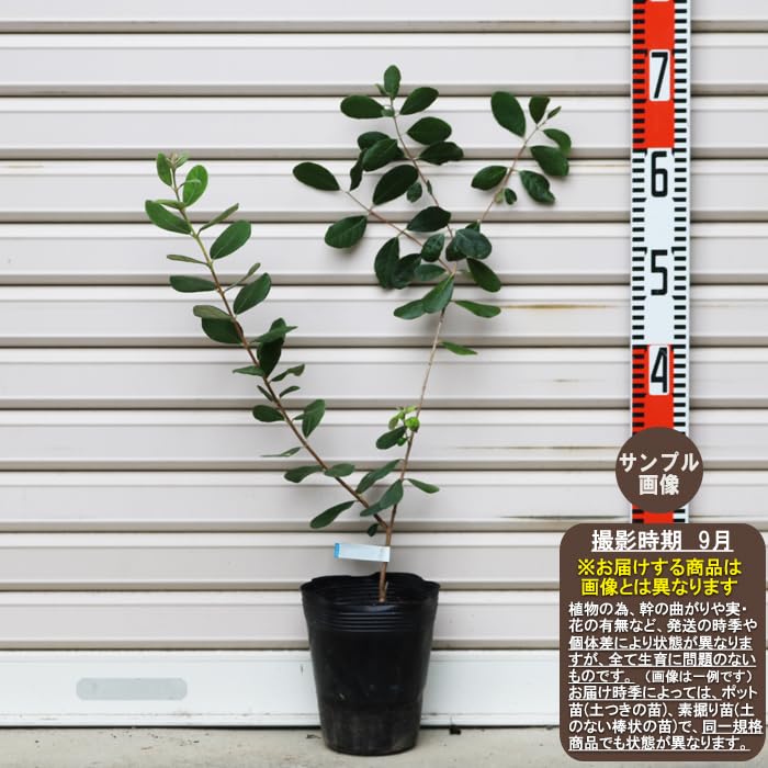 接木　フェイジョア　カカポ 接木 フェイジョア カカポ