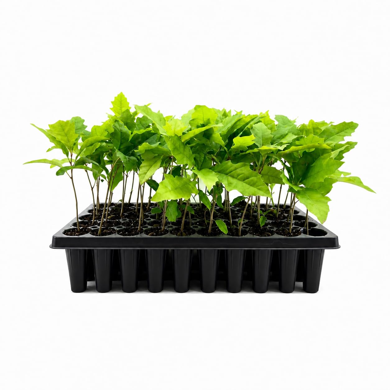 Shumard Red Oak three live trees