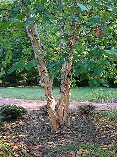 River Birch Tree - Live Plant Shipped 2 to 3 Feet Tall by DAS Farms (No California)