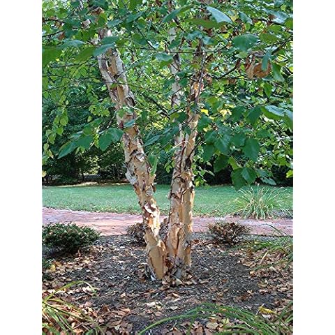 River Birch Tree - Live Plant Shipped 2 to 3 Feet Tall by DAS Farms (No California) Cover