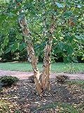 River Birch Tree - Live Plant Shipped 2 to 3 Feet Tall by DAS Farms