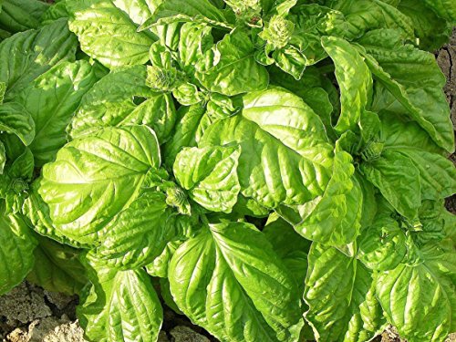 BASILICO A FOGLIA DI LATTUGA NR.1000 SEMI