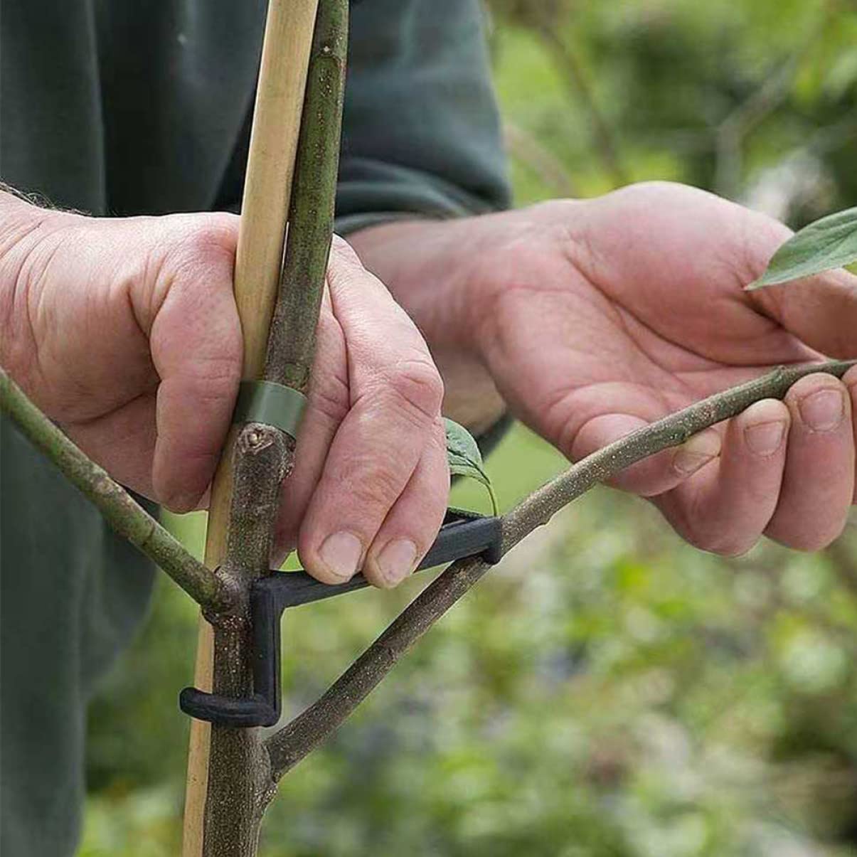 BESPORTBLE 50stücke Teiliges Einstellbarer Pflanzen-trainingsclips Und Formen Von Ästen Für Obstbäume Und Blumen Für Gartenprojekte Und Effektives Pflanzenwachstum