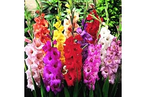 Mixed Gladiolus Bulbs for Extravagant Outdoor Gardens