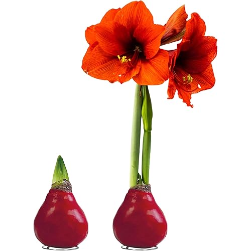 Waxed Amaryllis Bulb – Red Wax with Red Blooms – Live Holiday Gift Plant, Easy Care, No Watering Needed