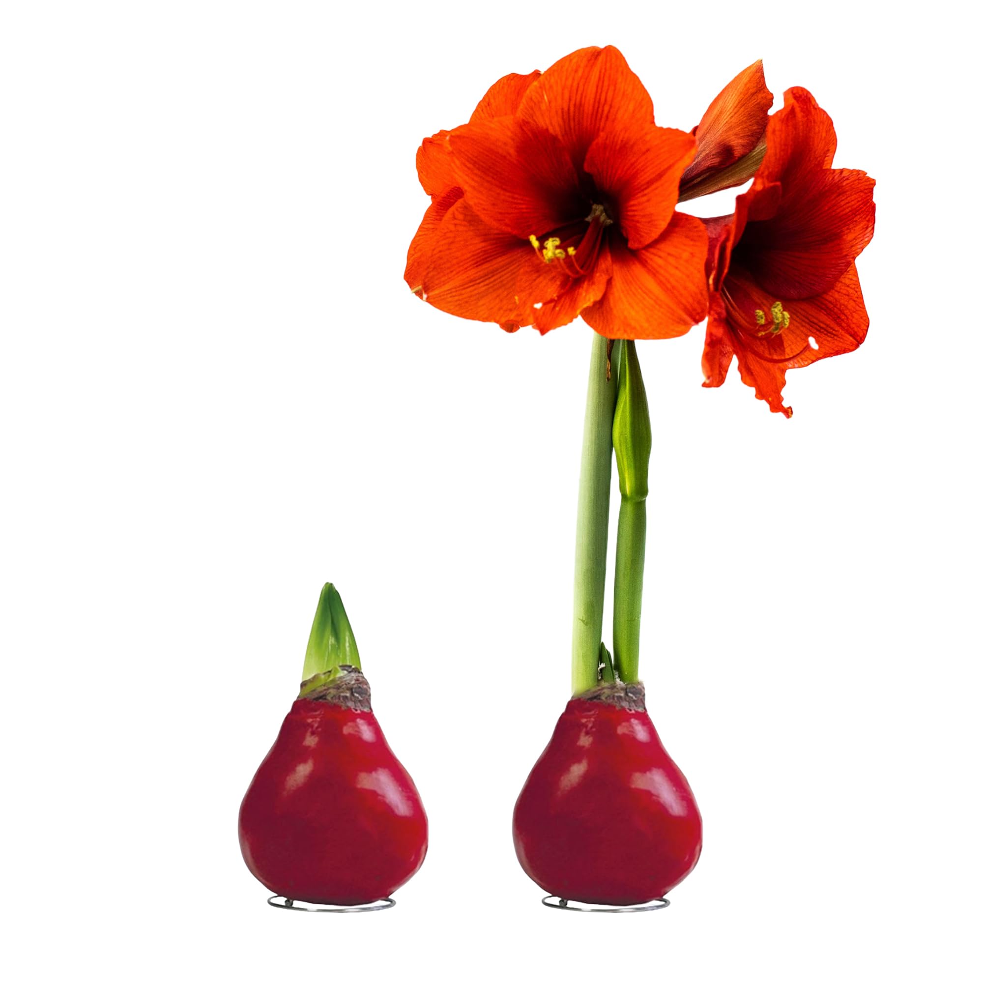 Red Waxed Amaryllis Bulb