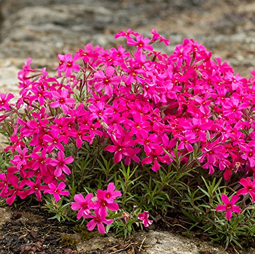 Image of Phlox Subulata Red Admiral Garden Plant Hardy Perennial Flowering Garden Plants Easy to Grow Your Own 10x Posti Plug Plant by Thompson and Morgan. (10)
