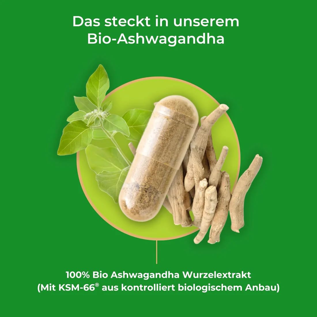 Bio Ashwagandha Kapseln - 500 mg Bio Ashwagandha Kapseln je Tagesdosis - Hochdosierter Vollspektrum-Wurzelextrakt mit Withanoliden - Traditionell gewonnen & vegetarisch (1er Pack)