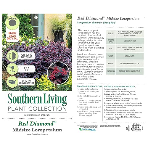 Southern Living Diamond Loropetalum, 2 Gal, Burgundy Foliage And Red Blooms (Red Diamond) #TOP4
