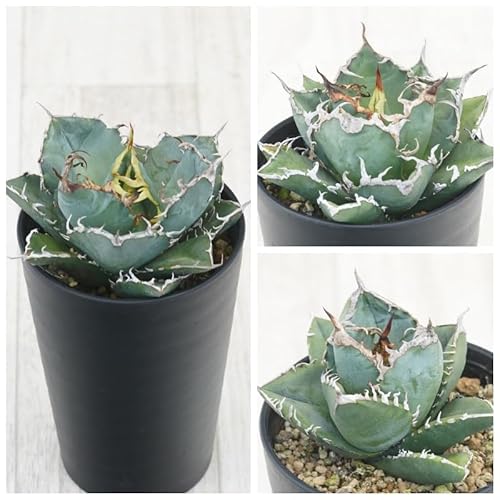 AKx `^m^i3Zbgi~EV[U[EAtJ_Chj3.5