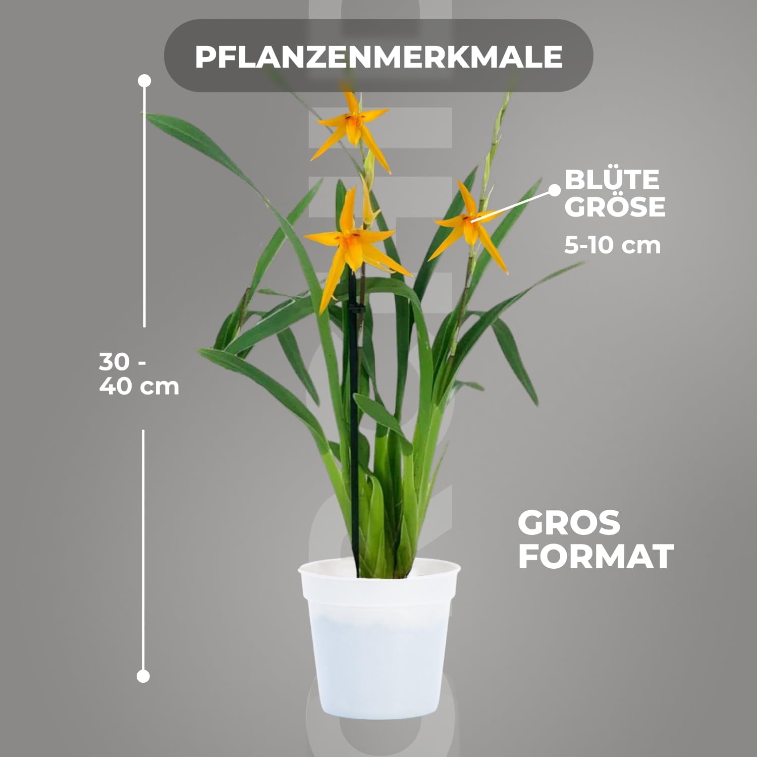 Orchideen Echte Pflanzen Brassia Anita - 2 große Zimmerpflanzen aus Holland - 30-40 cm hoch - mit Blüten und leicht duftend (Nicht künstlich, ohne Dünger und Topf, kein Samen, nicht winterhart)