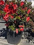 Azalea x 'Girard's Fashion' (3 Gallon)