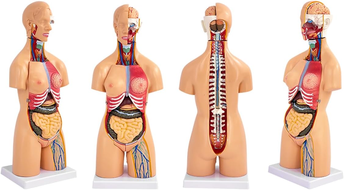 Human Bust Unisex Torso Anatomy Model 55 cm Interior Organs Human Inner Body Model for Detachable Teaching Model 19 Pieces